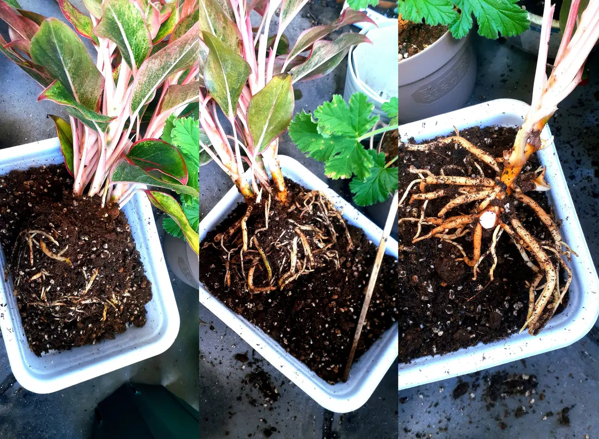 園芸をフルでした日その3～アグラオネマさん3株に増えるの巻～（2月28