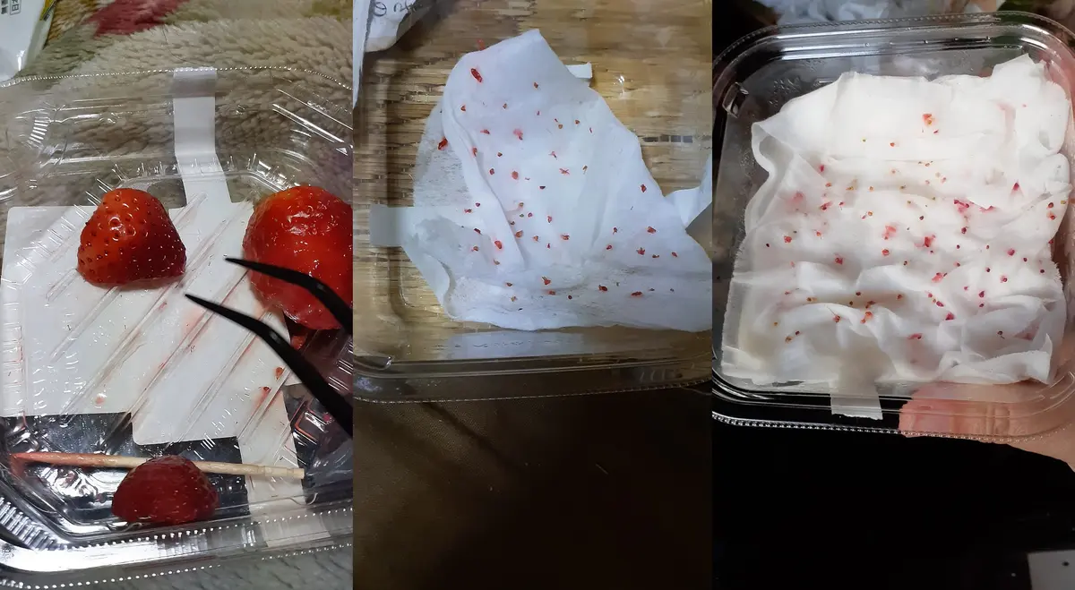 苺が腹一杯食べたい！!煩悩100％からのスタート1・・・・（3月1