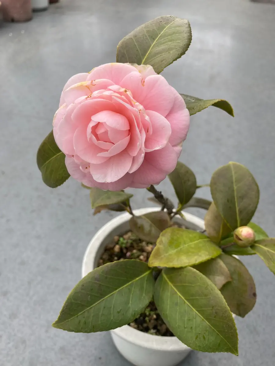 サザンカ？ ツバキ？｜園芸日記byAries18｜みんなの趣味の園芸