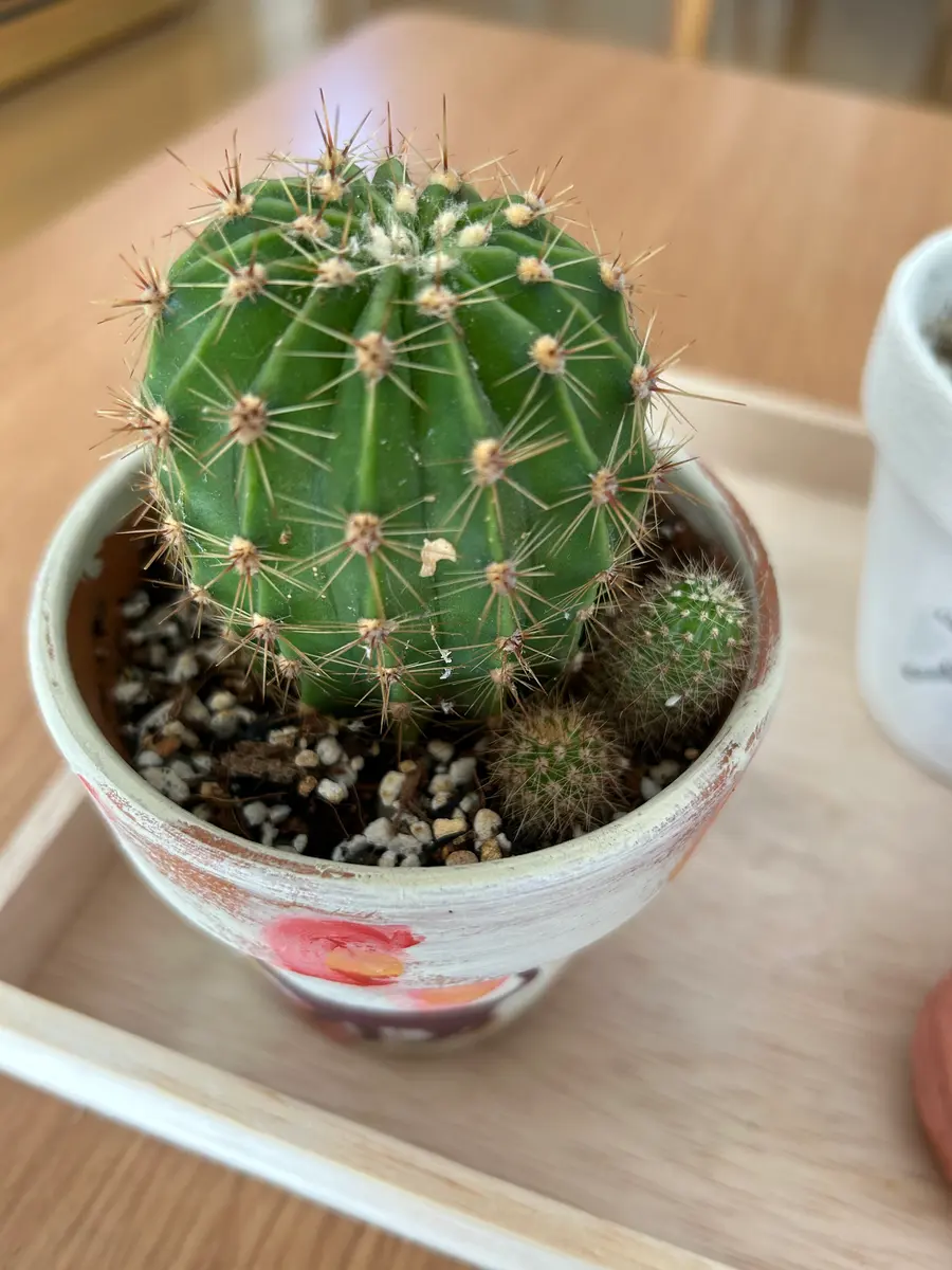 サボテンその後、と多肉たち🌵｜園芸日記bymisomama｜みんなの趣味の