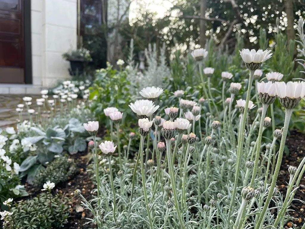春のホワイトガーデン｜園芸日記by天野麻里絵｜みんなの趣味の園芸