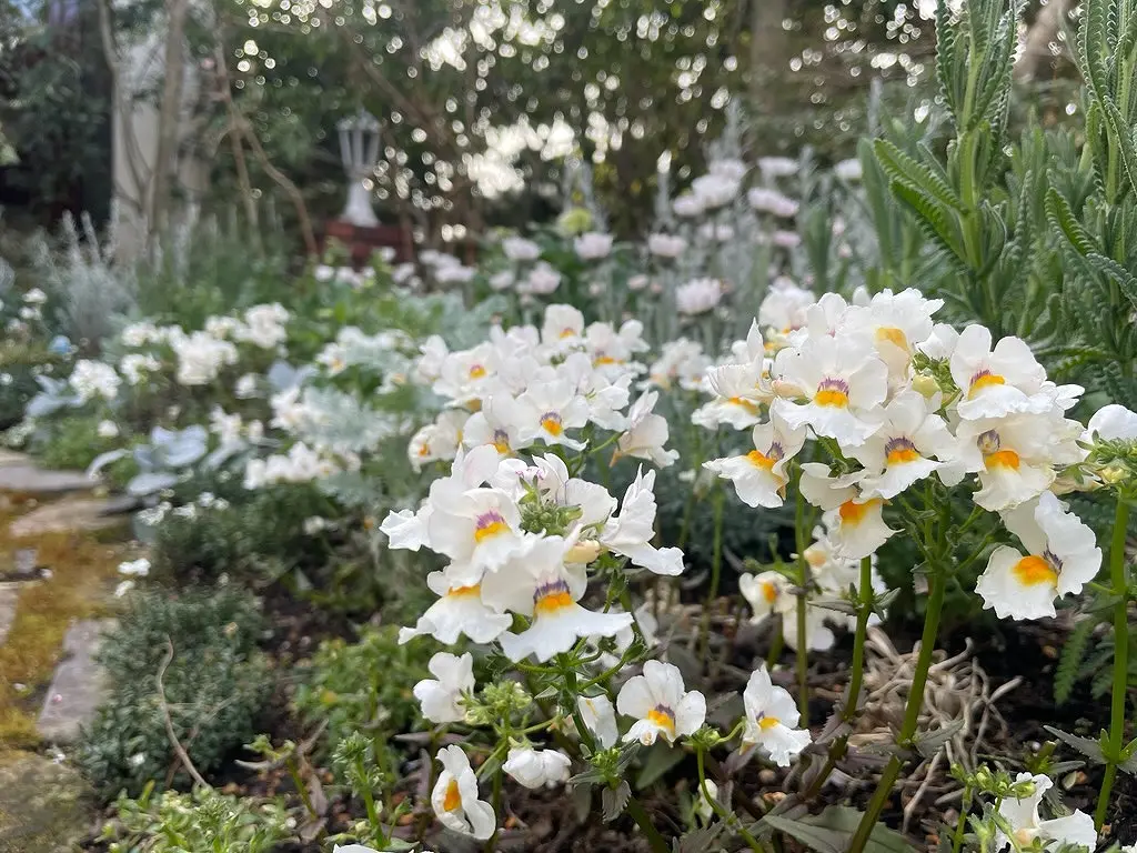 ヒマラヤ産ホワイトガーデン 春のホワイトガーデン｜園芸日記by天野麻里絵｜みんなの趣味の園芸