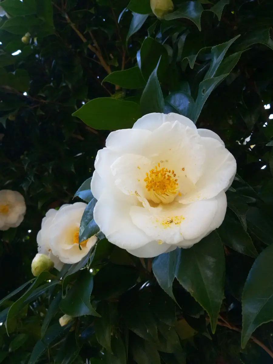 白い椿｜園芸日記byharusaurus｜みんなの趣味の園芸｜1052008
