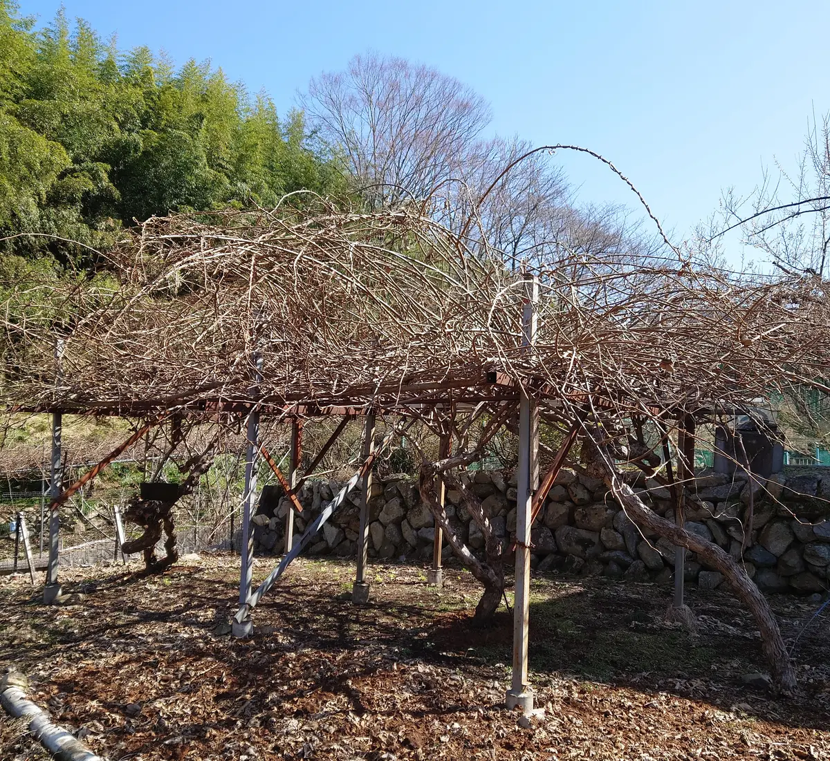 キウイ の 木 剪定