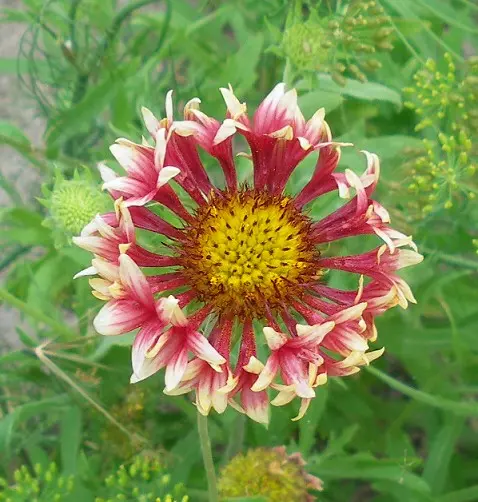 Cyrtanthusspiralis｜園芸日記bykaketo｜みんなの趣味の園芸｜105207