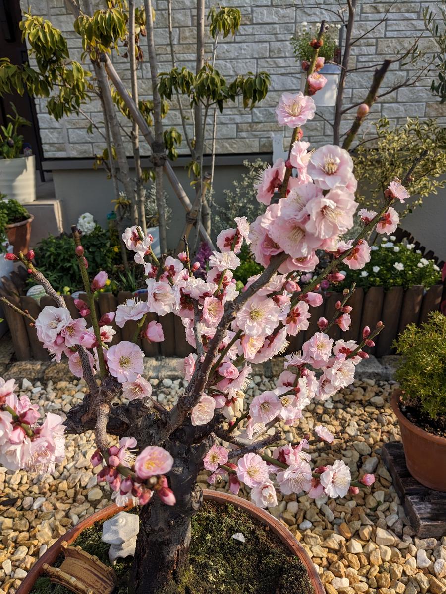 梅の花 桃の花 盆栽 クラフト盆栽 寄せ植え6種 松 南天 椿 紅葉 桃