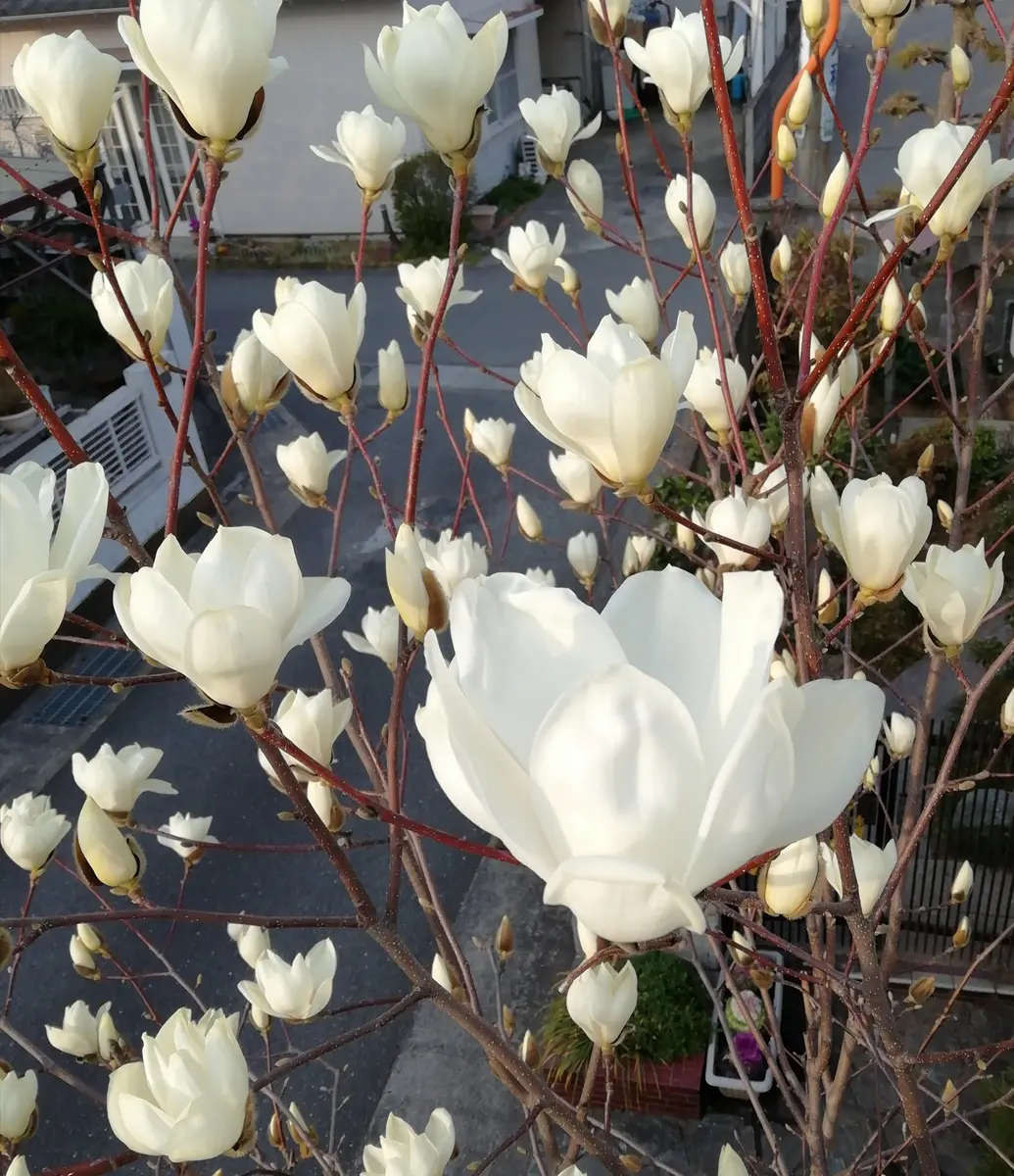 白木蓮 苗 白花 約100cmハクモクレン 姫コブシ タイサンボク 落葉樹