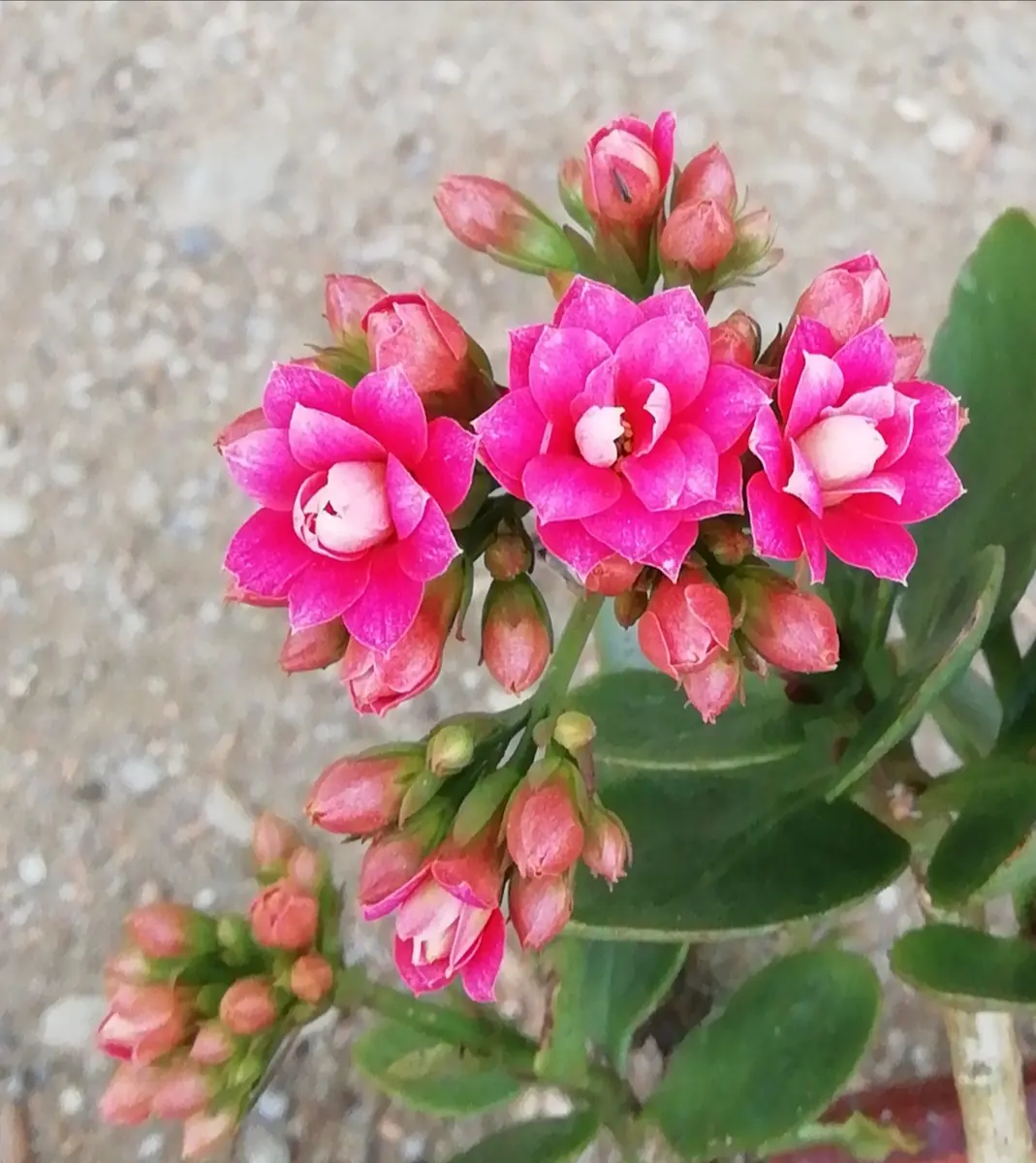 カランコエ ピンク花 開花中 （カランコエとは？育て方・栽培