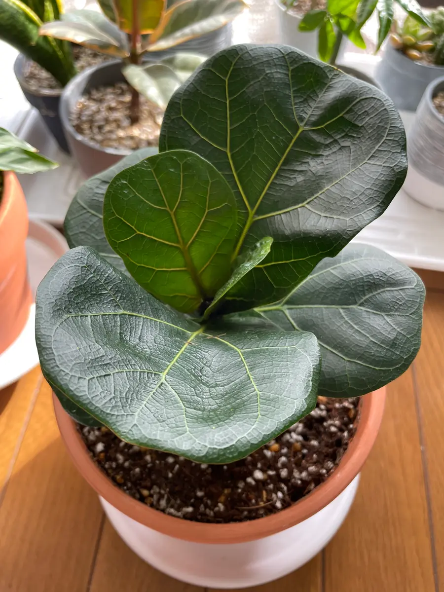 大人上品なおすすめコーデ 観葉植物【フィカス ゴムの木】｜園芸日記by⭐︎きき その他