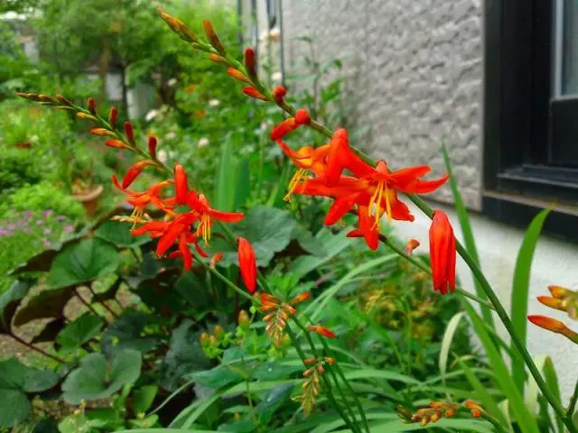ガラス温室 花・爬虫類の飼育などに - 山形県の家具