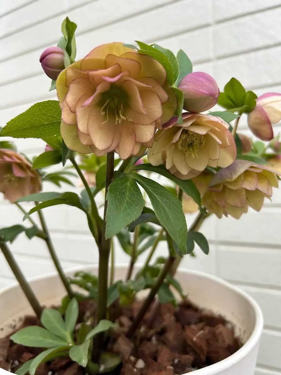 色が変わるクリスマスローズ ダブル アプリコット｜園芸日記byバナナ