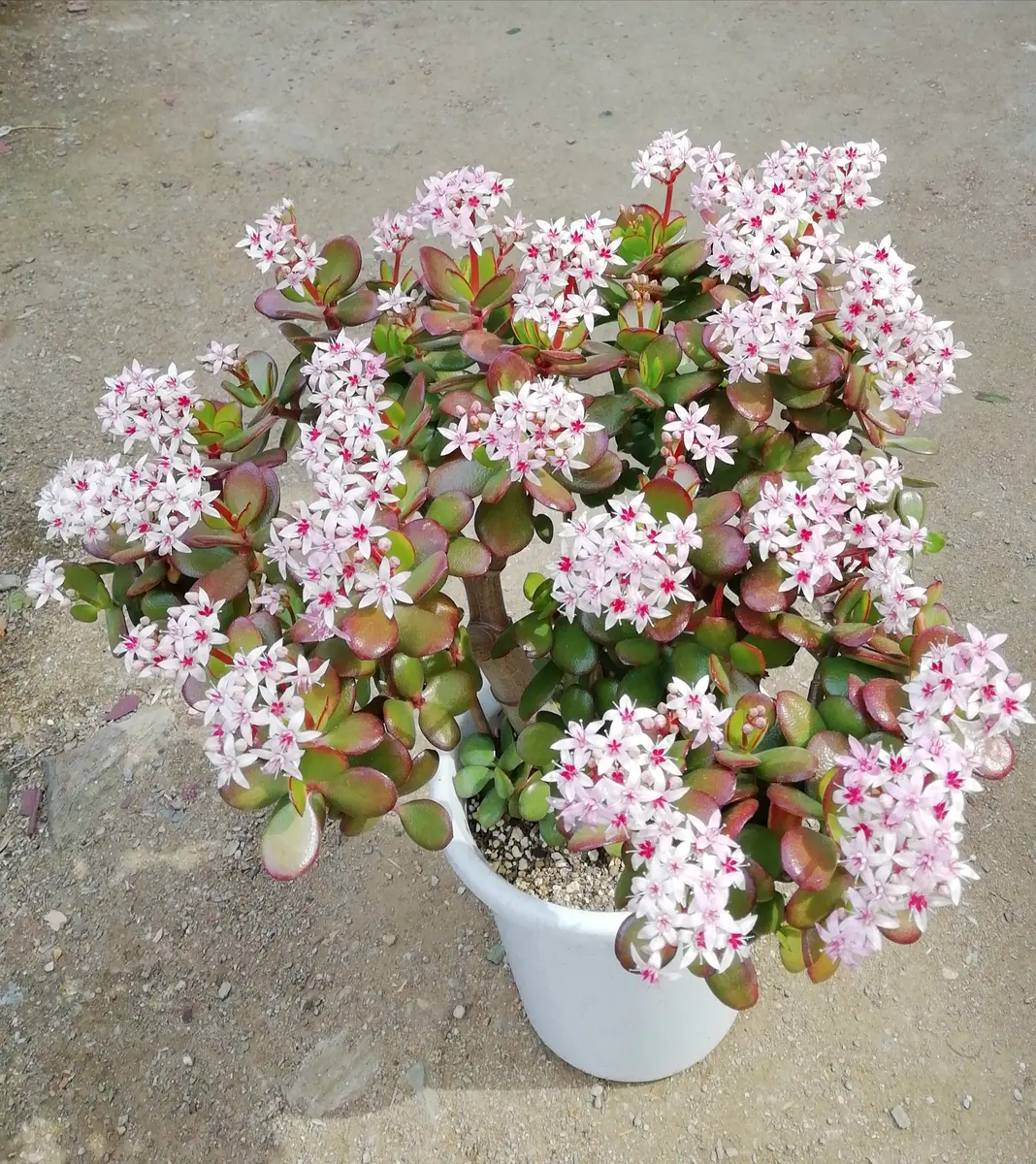 金のなる木 フチベニベンケイ 花月 6号鉢 中株 金の