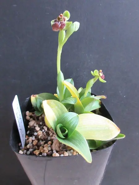 お買い得商店街 クリーム色のオーキッド鉢花 （植物（花苗・植物）をイエロー系 鉢花