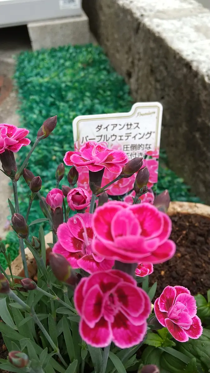 花の名前を覚えられないアホな女です😓｜園芸日記byミサやん｜みんなの