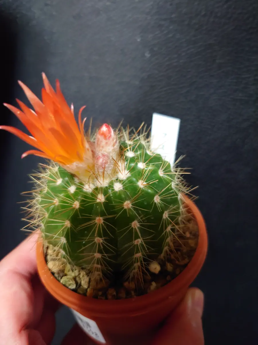 多肉植物 花サボテン 淡いオレンジ×ピンク 多肉植物 花サボテン 淡い