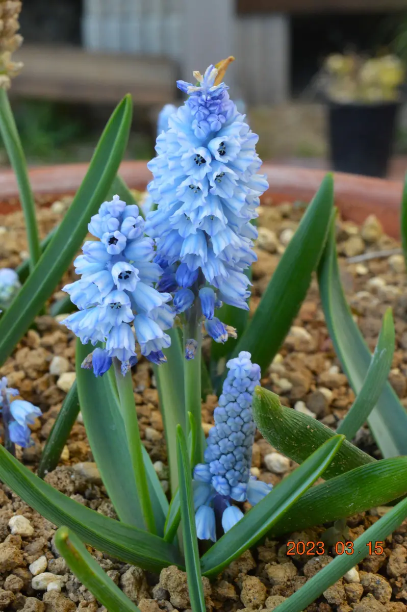 6月発送ご希望 ムスカリ球根 6月発送ご希望 ムスカリ球根 6月発送ご希望 ムスカリ球根