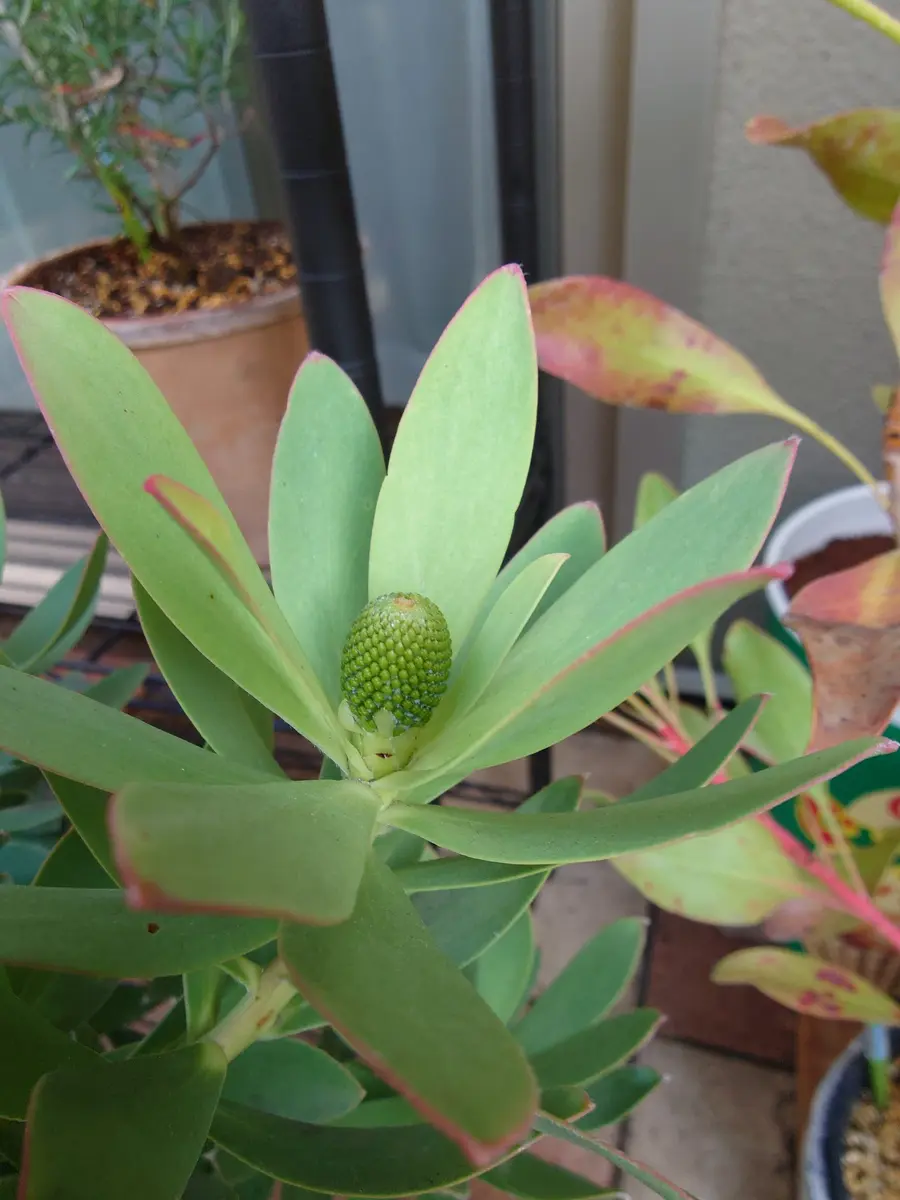 リューカデンドロン・サマーサンさん、蕾がでっかくなってきた