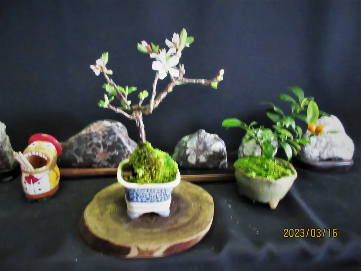 「亦盆栽」小品盆栽 山桜桃 ユスラウメ