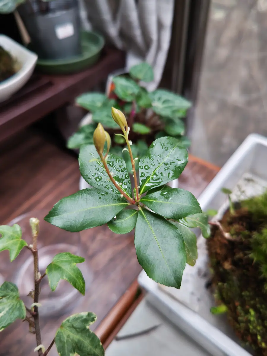 アカシア ソテツ 多肉植物 ゼラニウム 金の成る木 【公式通販】 アカシア ソテツ 多肉植物 ゼラニウム 金の成る木 【公式通販】