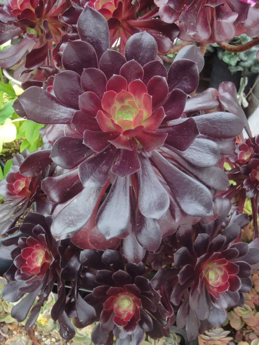 ツヤツヤアエオニウム✨ミセバヤ植え替え?｜園芸日記by花柘榴 