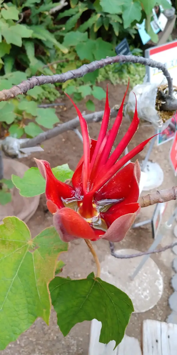 未開封】世界の奇妙な植物たち デビルズハンドツリー - メルカリ