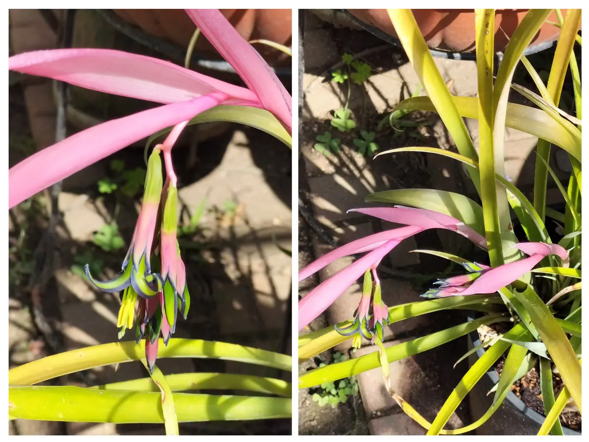 ヨウラクツツアナナスの初開花！｜園芸日記byじゅんばあば｜みんなの