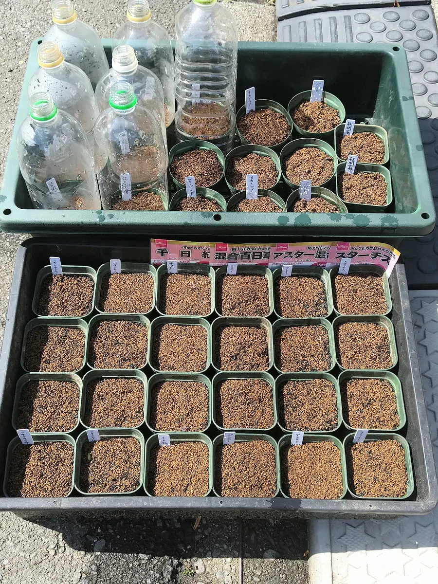 種まき権兵衛、、、かな？｜園芸日記byシミケン｜みんなの趣味の園芸