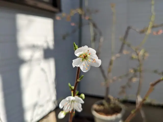 バイオチェリーの日記一覧|oniさんの園芸日記-みんなの趣味の園芸