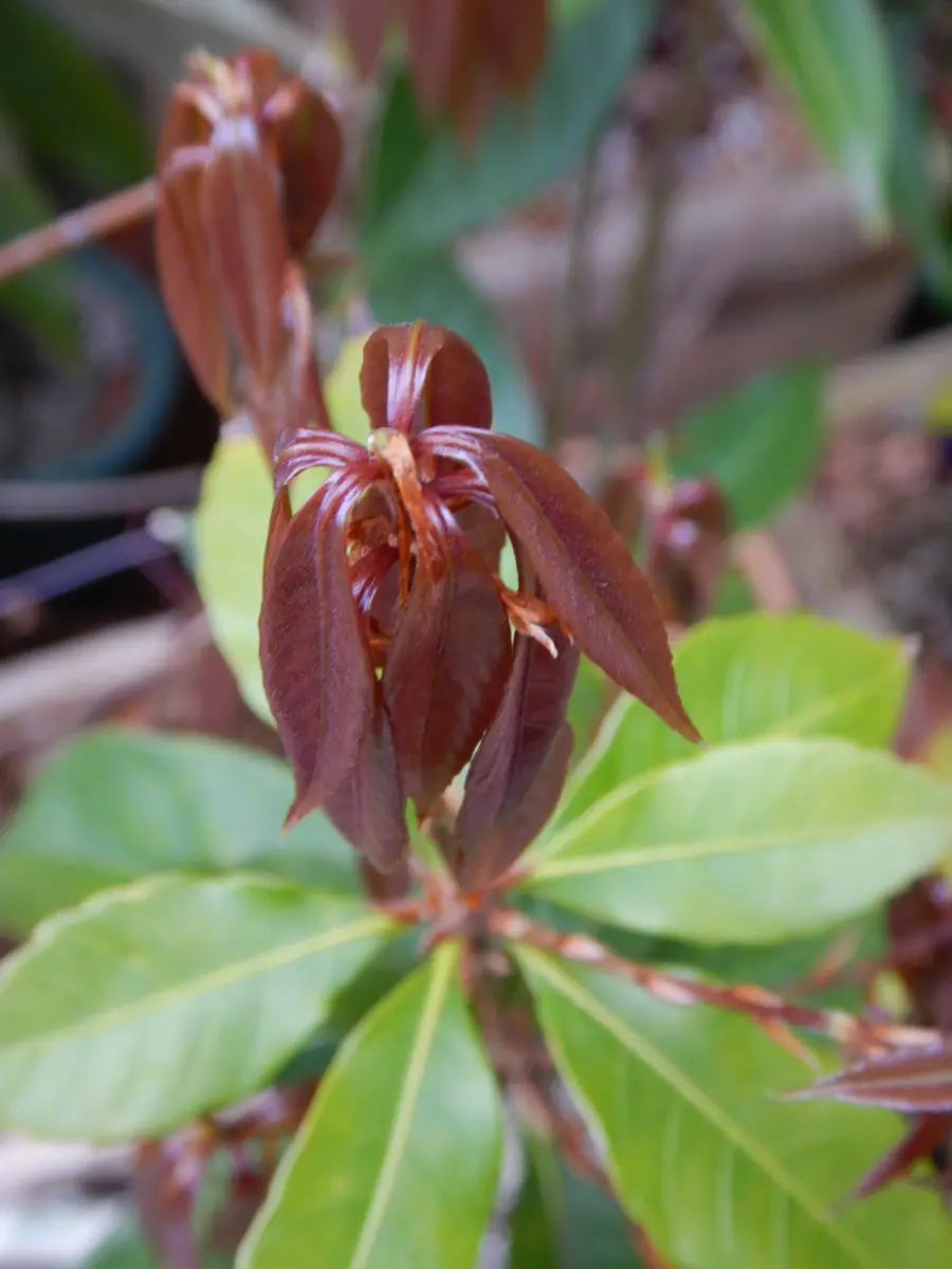 とも　オキナワウラジロガシ　500個 オキナワウラジロガシという、どんぐりの木の苗を育てています