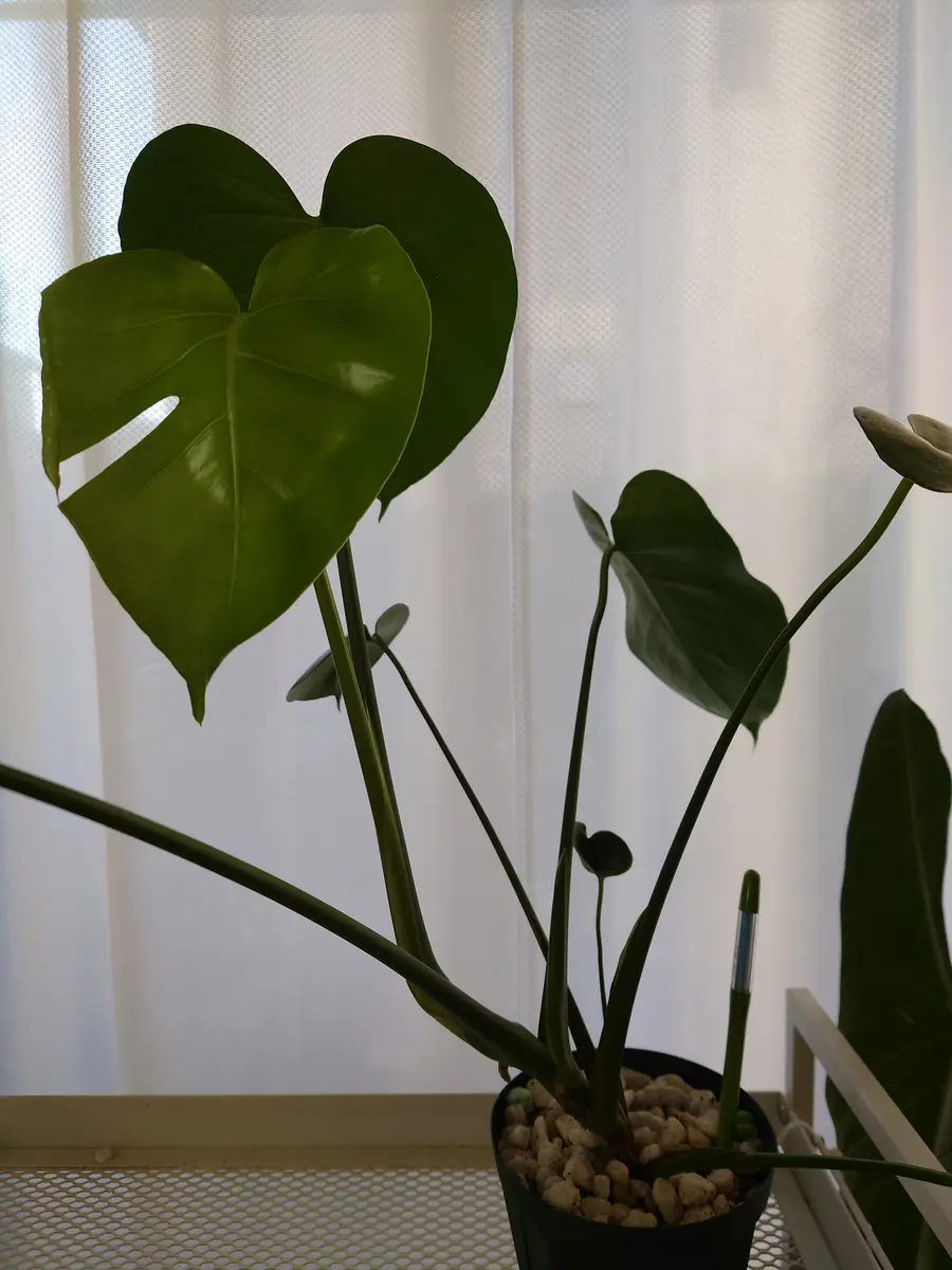 人気大割引 モンステラさん、2つ目の切り込み入った葉を確認！｜園芸日記byPlantskafka｜みんなの趣味の園芸｜1056552 その他
