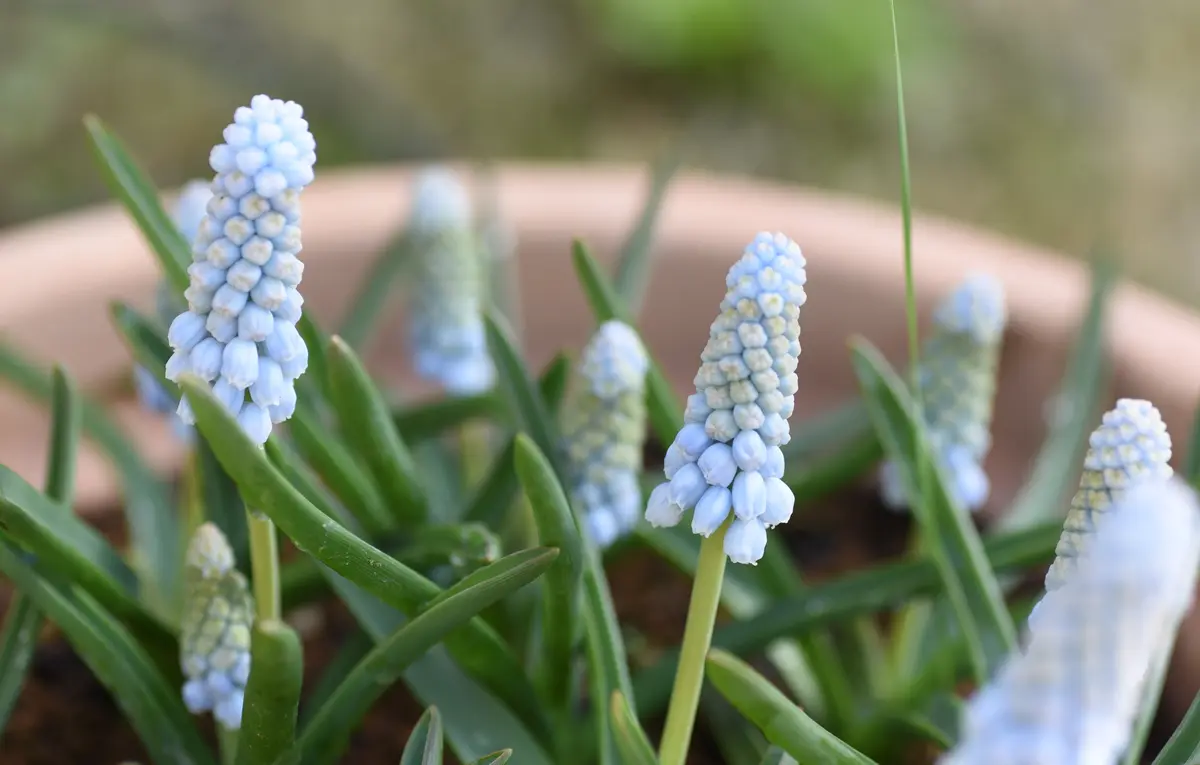 野薔薇の妖精ブレス✨妖精を見たよ❣️