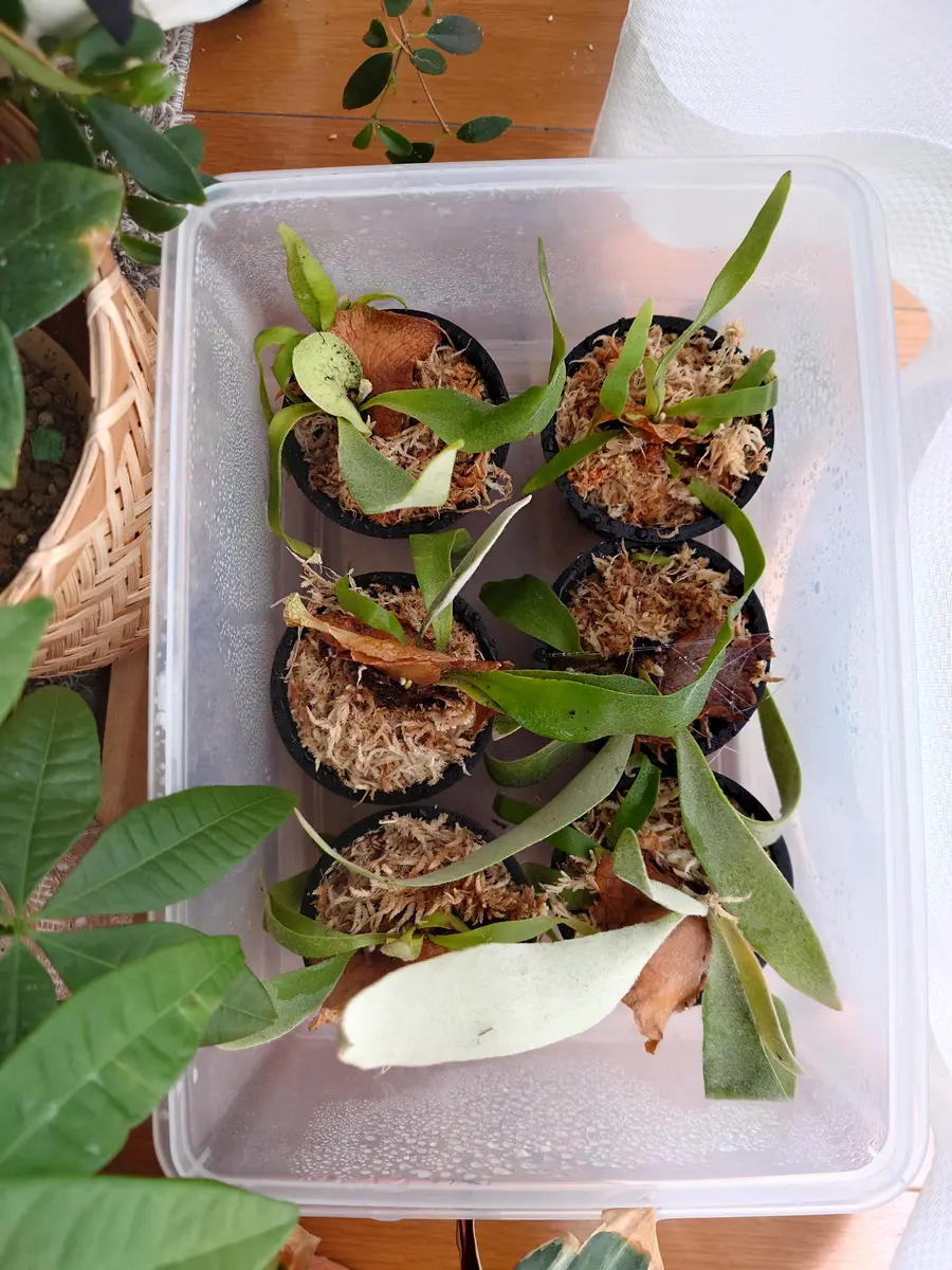 すーです　　ビカクシダ　ベイチ　株分け品 ビカクシダ ベイチ、ビーチ 株分け品