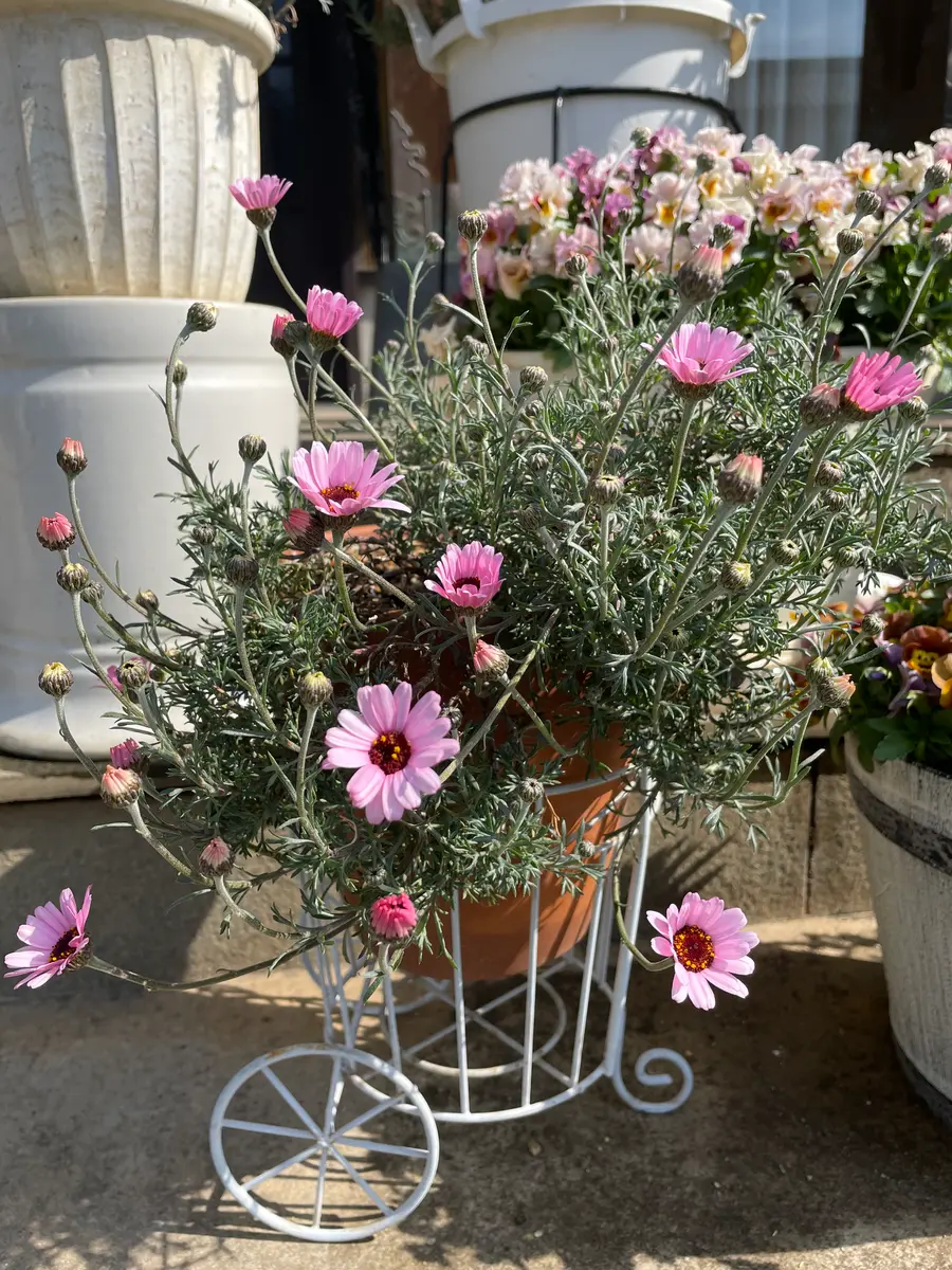 ローダンセマム　苗♡かわいいお庭♡ガーデン　ガーデニング ローダンセマム 苗♡かわいいお庭♡ガーデン ガーデニング 春 現品販売