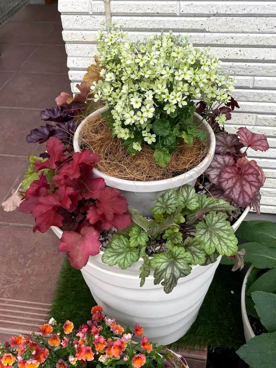 ヒューケラとウィンティー3D寄せ植え｜園芸日記byあずきもち｜みんなの