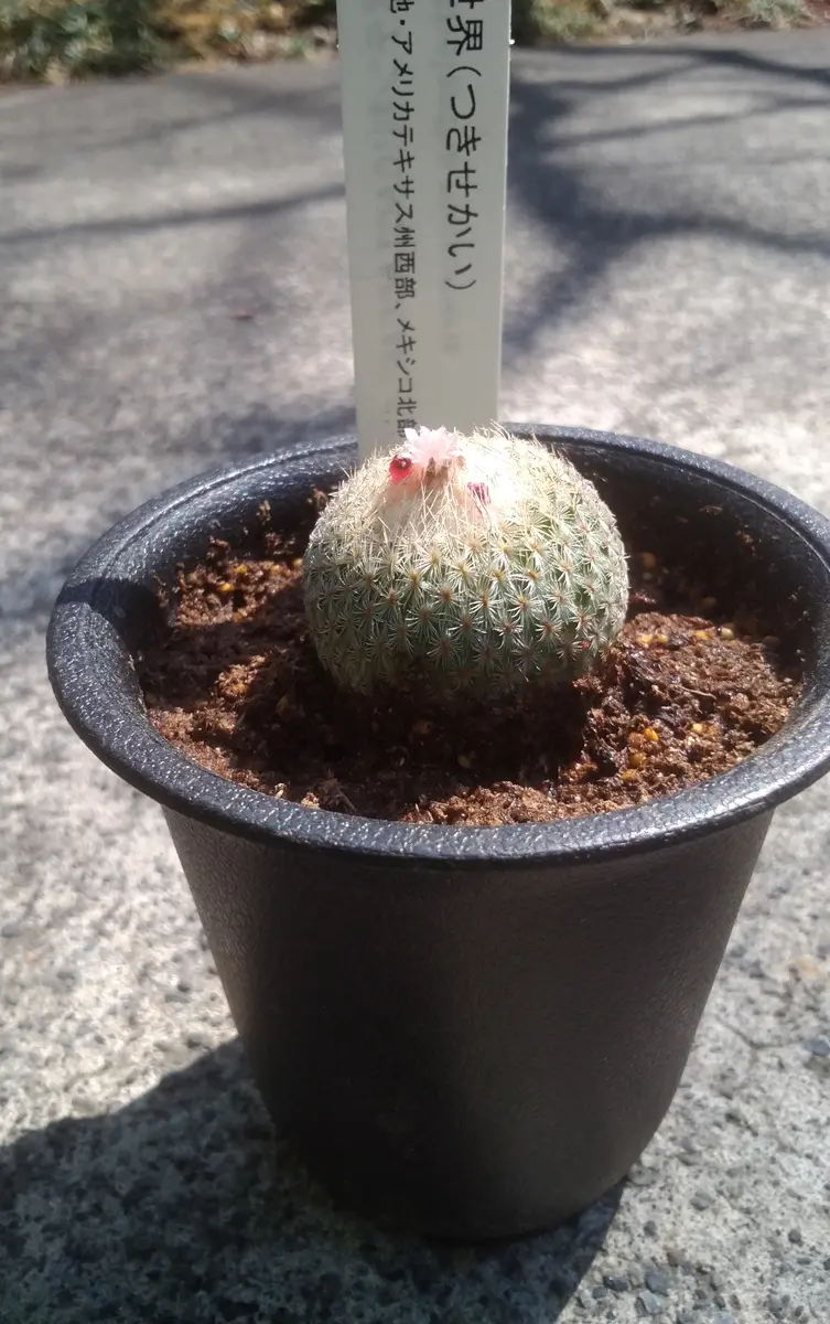 月世界 群生 エピテランサ サボテン / 小人の帽子 かぐや姫 天