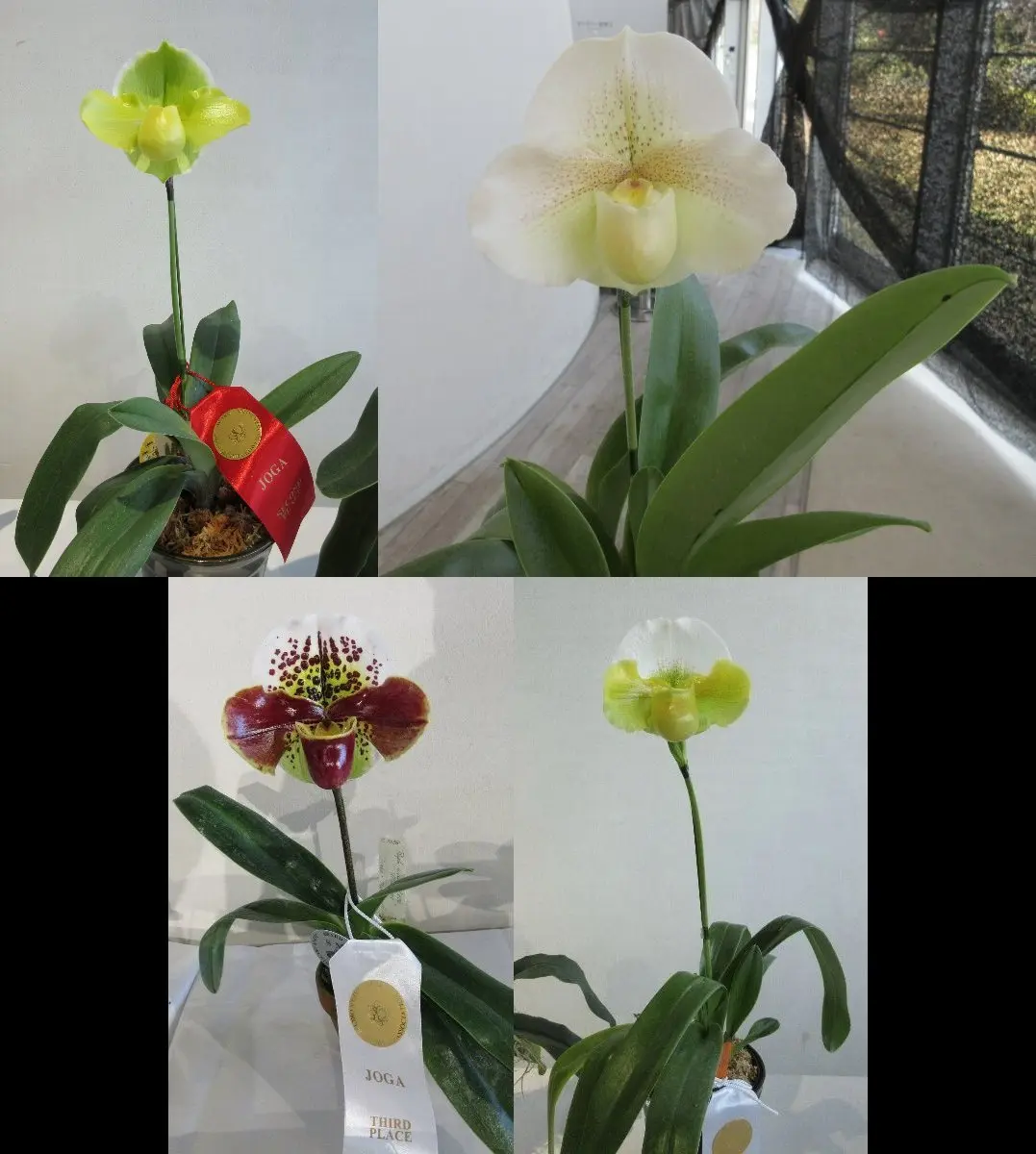 パフィオページ 第77回JOGA洋らん展 その12 パフィオペディラム｜園芸日記by