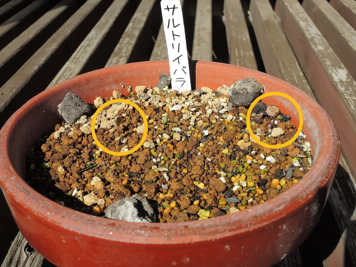 発芽 サルトリイバラの発芽｜園芸日記bysiestite｜みんなの趣味の園芸｜1057651