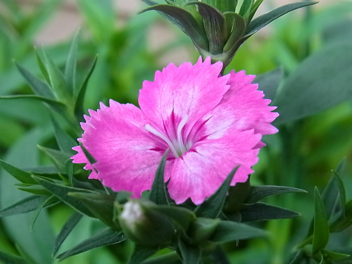 アネモネの蕾とカランコエとナデシコの花｜園芸日記byblanca7977 