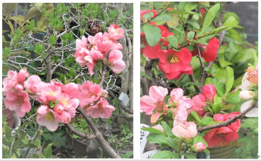 木瓜(ボケ)・放春花 高嶺錦 角鉢(咲分け保証品) 楽天市場】ボケ ( 木瓜 ) 超特大見本鉢 高嶺錦直径36cm(12号鉢)非売品