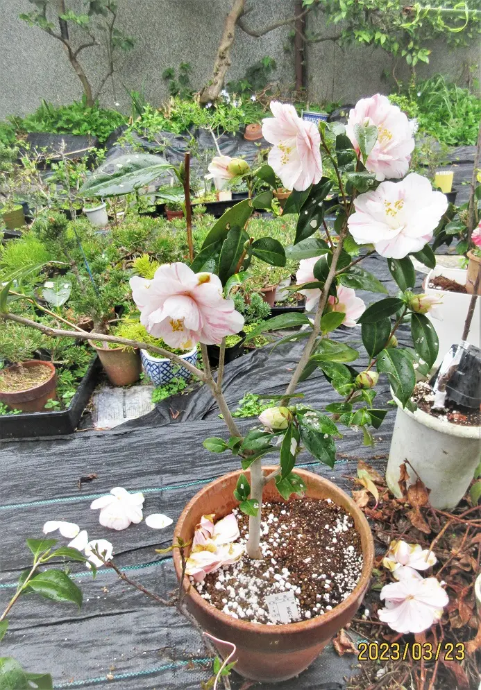 ツバキ『五色八重散椿』は、落花すると花びらが崩れるのだ。｜園芸日記