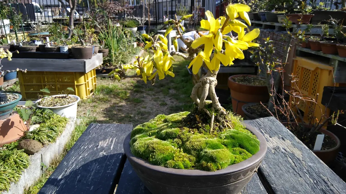 盆栽 連翹 樹高 上下 約22cm れんぎょう Forsythia suspensa
