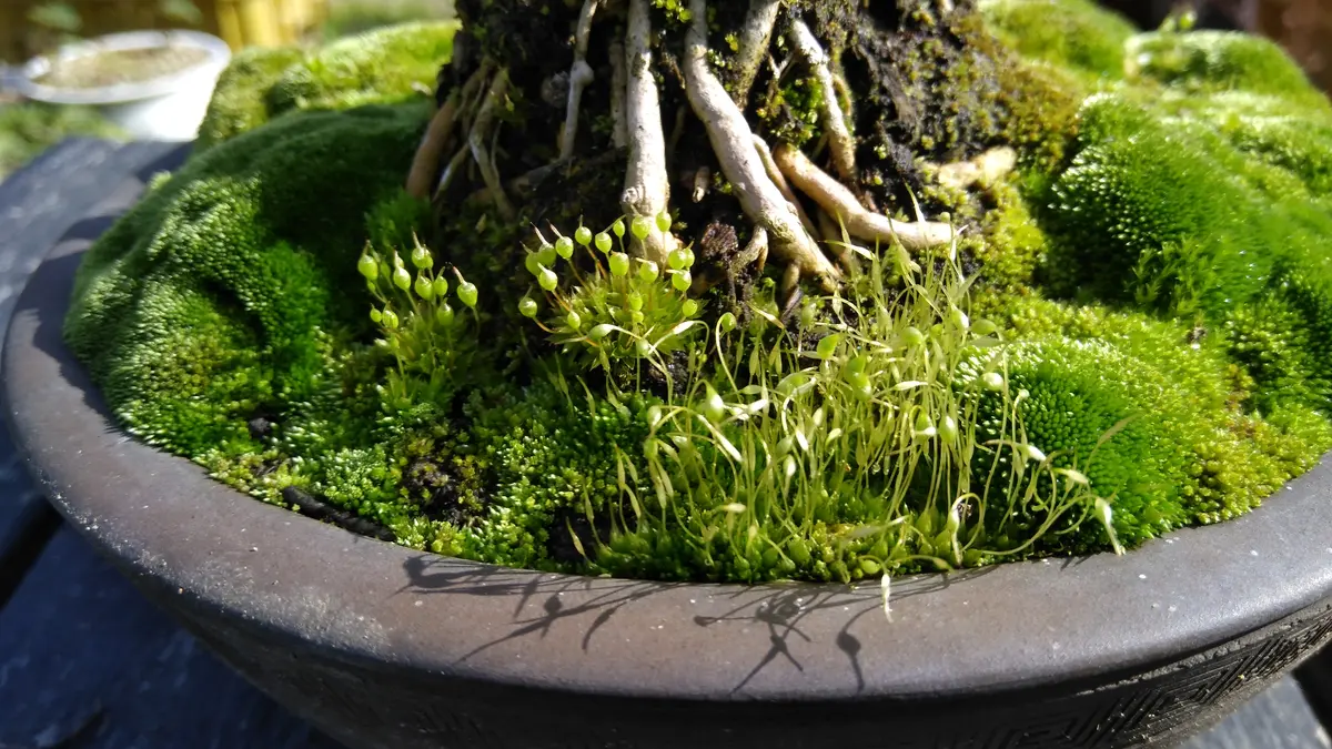 盆栽連翹(レンギョウ)と苔の花二種｜園芸日記byshinji70｜みんなの趣味 