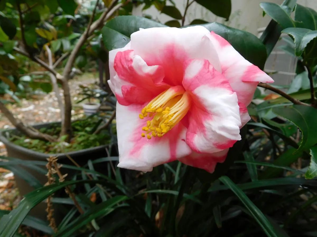 椿「肥後椿」「羽衣」「星牡丹」｜園芸日記byひょこりんそう｜みんなの