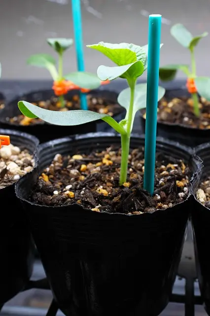 メロン🍈接ぎ木苗完成🌱｜園芸日記byタルタル｜みんなの趣味の園芸