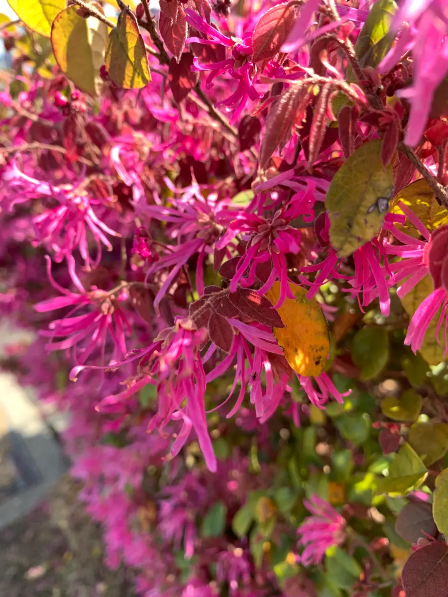 マンサク (赤)約2.3m お庭にいかがでしょう(^-^) マンサク (赤)約2.3m お庭にいかがでしょう(^-^)