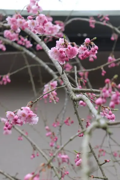 全国送料無料ギフト デルフィニウムの苗｜園芸日記byann｜みんなの趣味の園芸｜1058594 ピアス