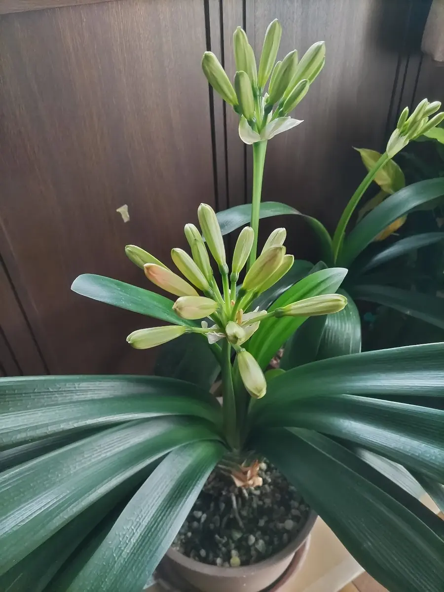 3／25クンシランのつぼみが色づいてきました｜園芸日記by