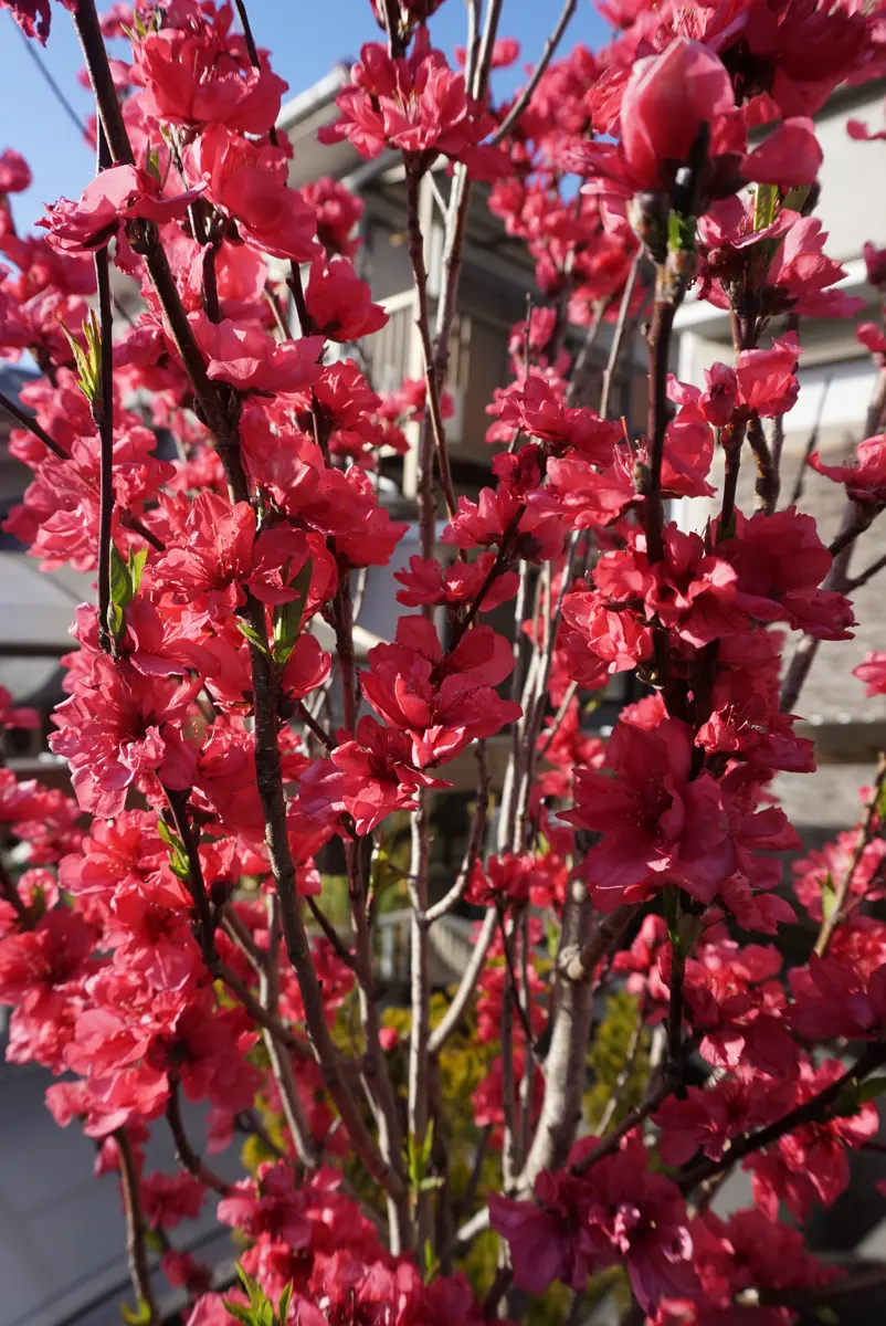 花梅 苗木 鹿児島紅梅（大株） 2年生 DIY・工具・ガーデン 鹿児島紅梅 梅苗