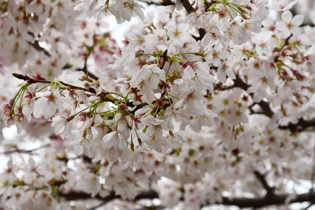 上野の桜と大手町駅近くからの皇居｜園芸日記byあけゆくや｜みんなの