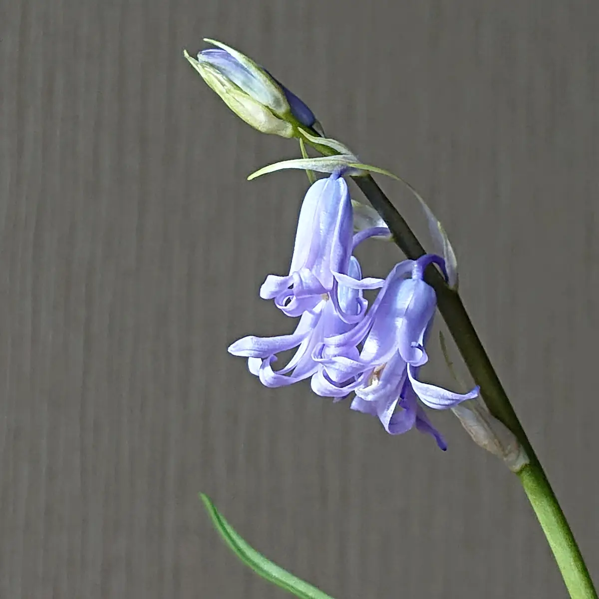 イングリッシュブルーベルの開花｜園芸日記by黒猫さん｜みんなの